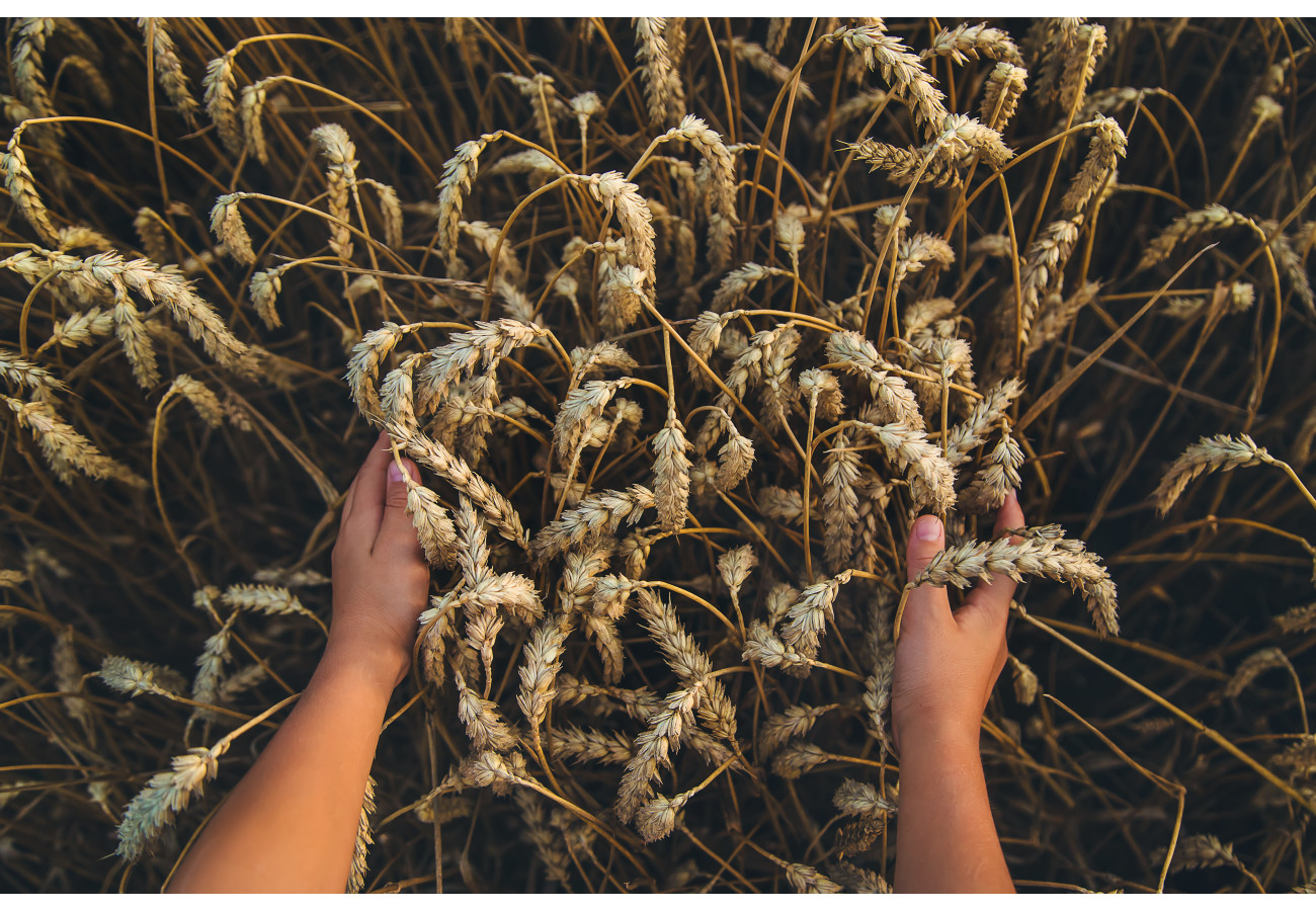 Kviešu produkti Kviešu produkti